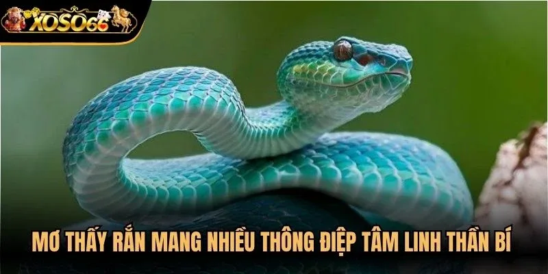 Mơ thấy rắn mang nhiều thông điệp tâm linh thần bí cho chủ mộng